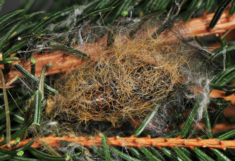 Una Lymantriina delle conifere: Calliteara abietis