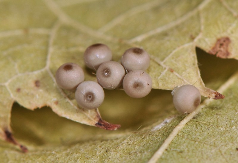 Una Lymantriina delle conifere: Calliteara abietis