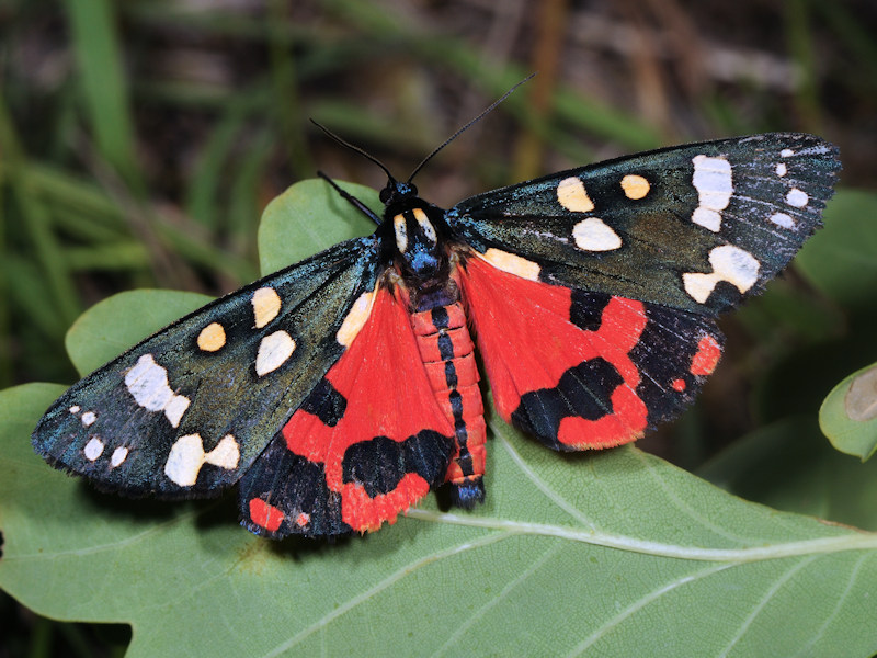 Callimorpha dominula - Erebidae Arctiinae