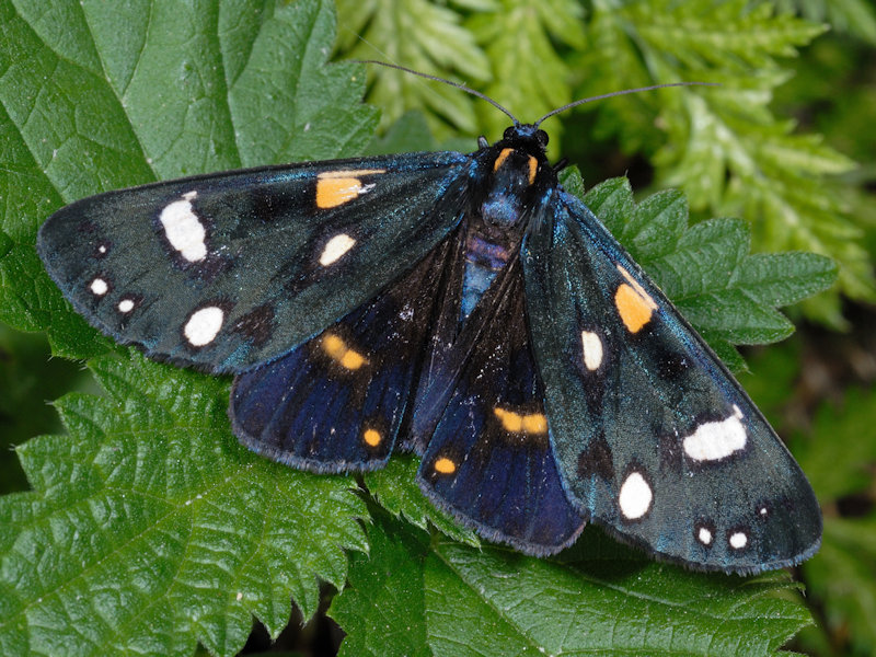 Callimorpha dominula - Erebidae Arctiinae