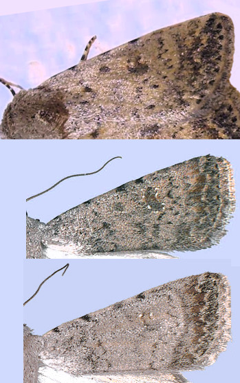 da identificare: Caradrina clavipalpis Cfr