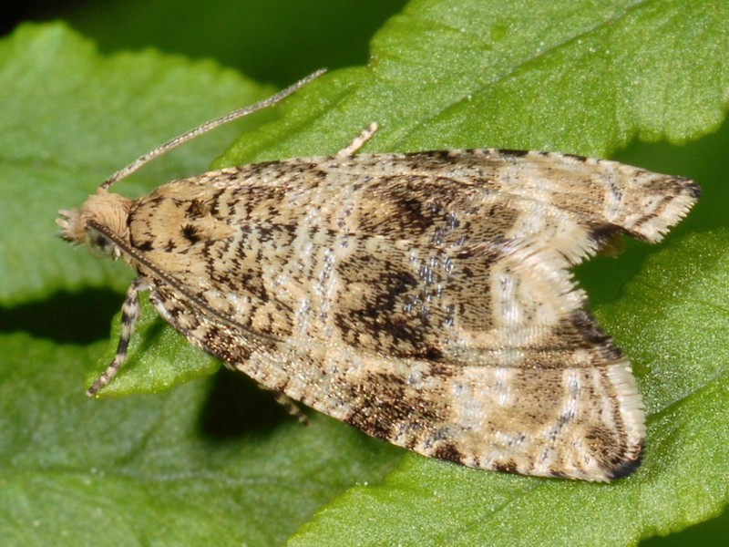 Celypha lacunana o rurestrana?