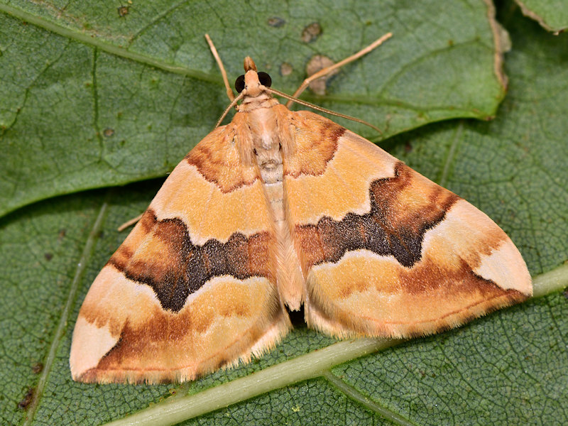 Ciclo di Cidaria fulvata - Geometridae Larentiinae