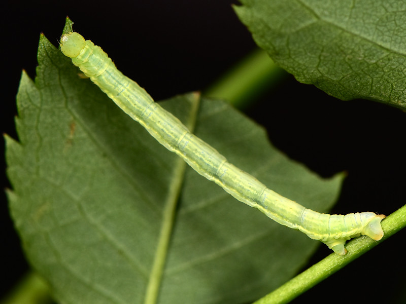 Ciclo di Cidaria fulvata - Geometridae Larentiinae