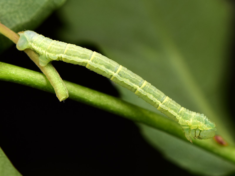 Ciclo di Cidaria fulvata - Geometridae Larentiinae