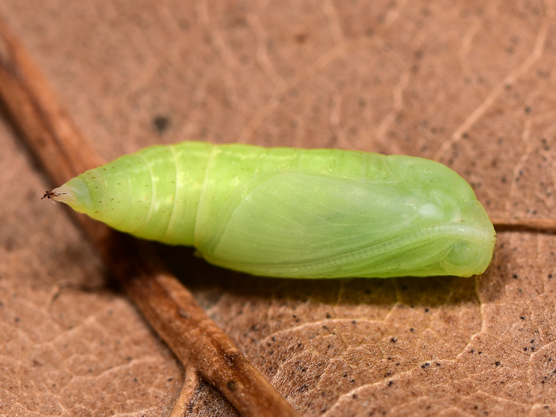 Ciclo di Cidaria fulvata - Geometridae Larentiinae