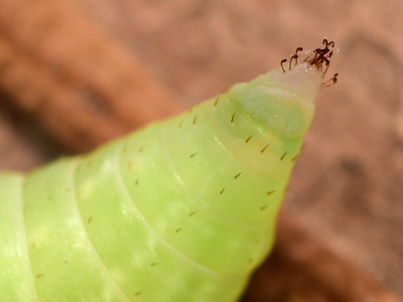 Ciclo di Cidaria fulvata - Geometridae Larentiinae