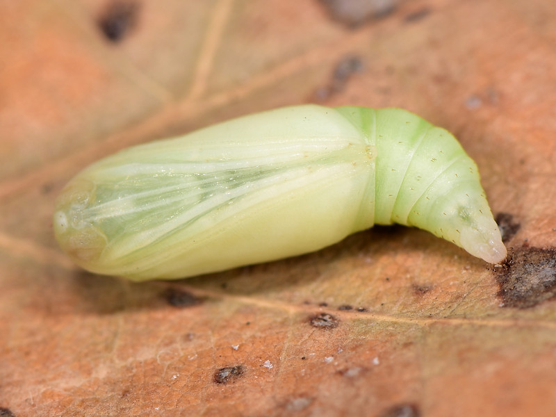 Ciclo di Cidaria fulvata - Geometridae Larentiinae