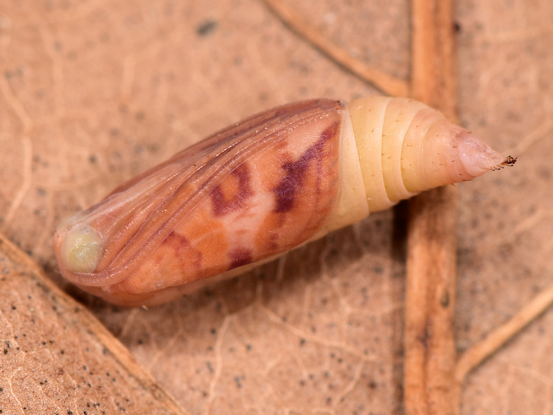 Ciclo di Cidaria fulvata - Geometridae Larentiinae