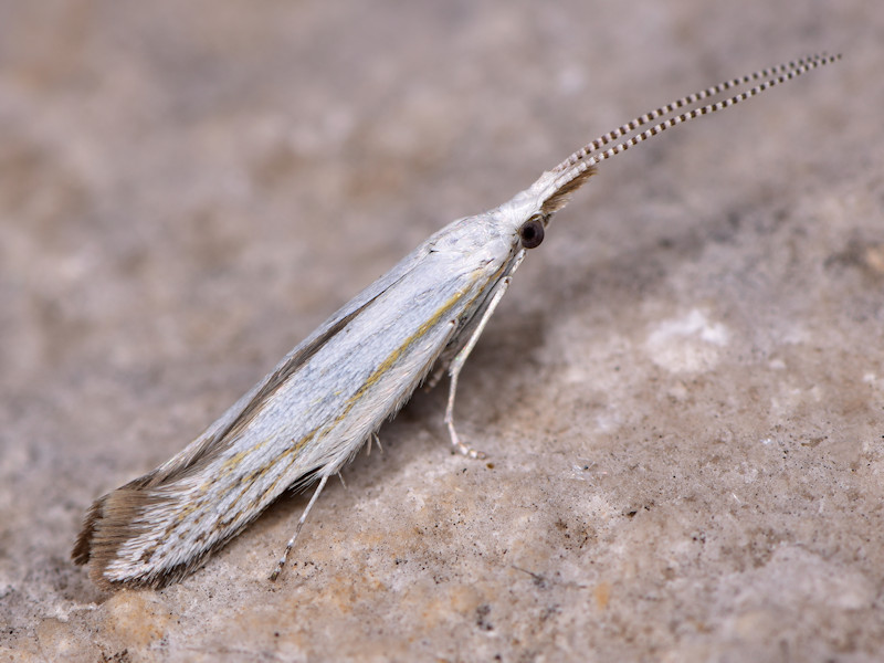 Microlepidotteri, SIC Monte Calvo e Monte Calvilli, Frosinone