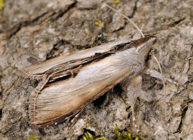 Cucullia (Shargacucullia) prenanthis