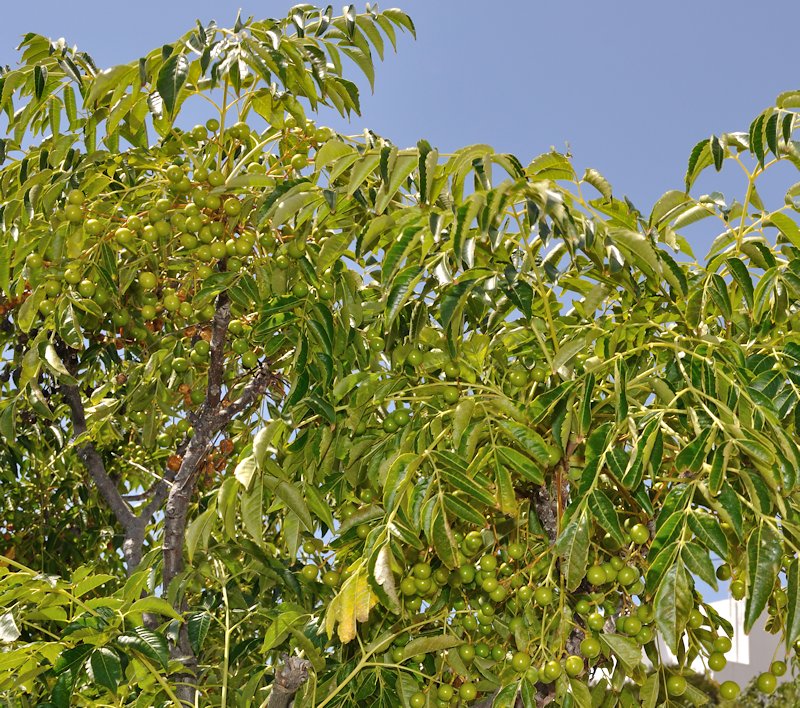 Albero da determinare:   Melia azedarach