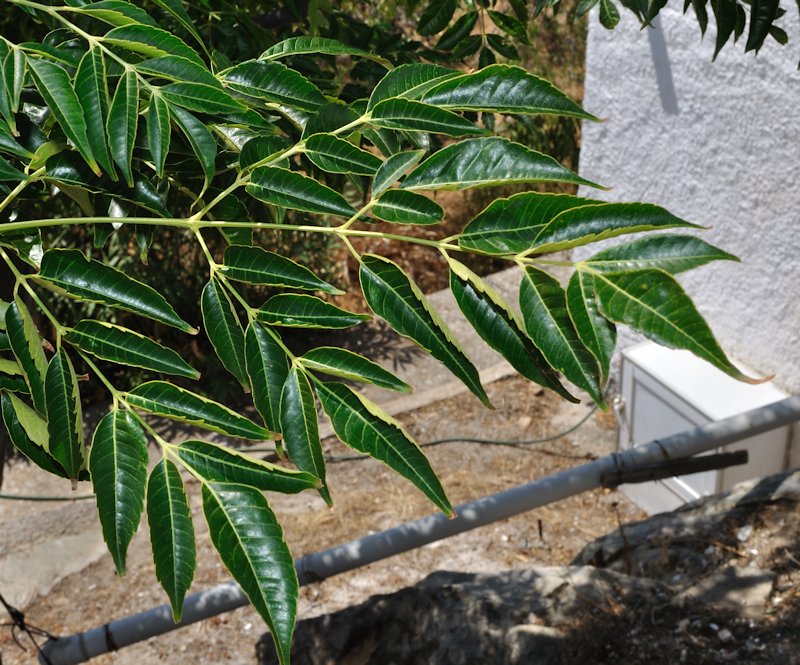 Albero da determinare:   Melia azedarach