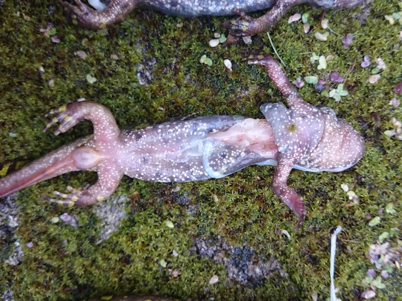 Strage di tritoni marmorati in Portogallo: attenzione, foto molto 