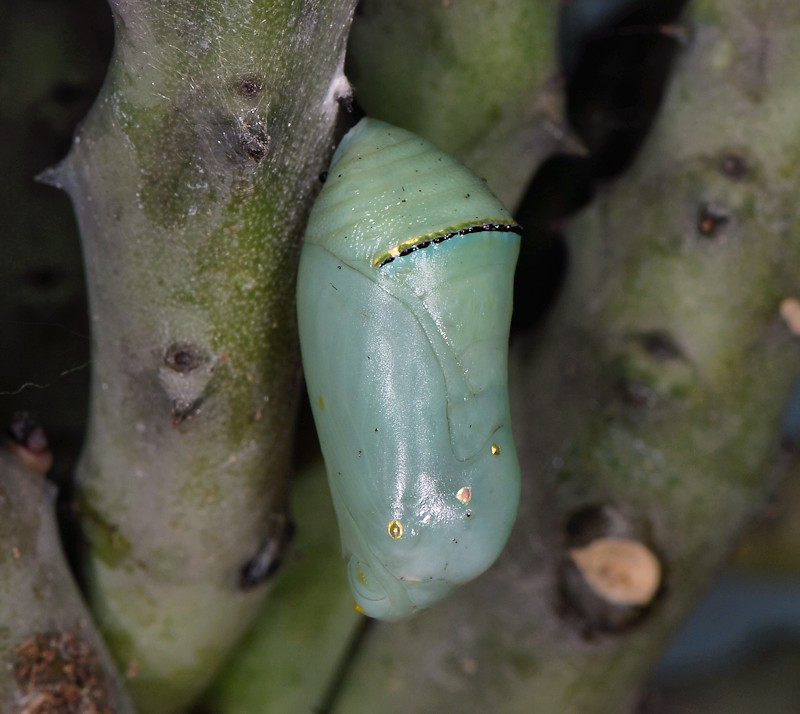 Pupa di Danaus (Anosia) chrysippus