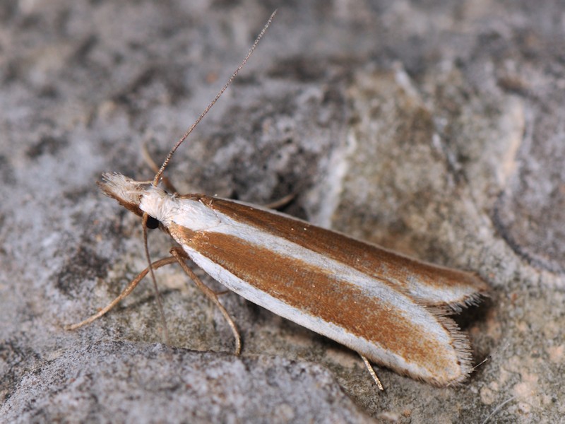 Dichomeris marginella - Gelechiidae Dichomeridinae