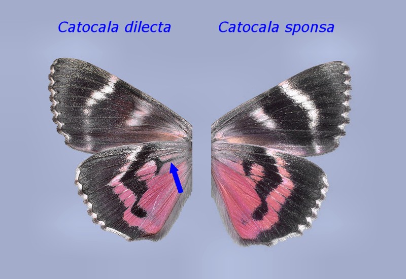 Le Catocala italiane: adulti e larve