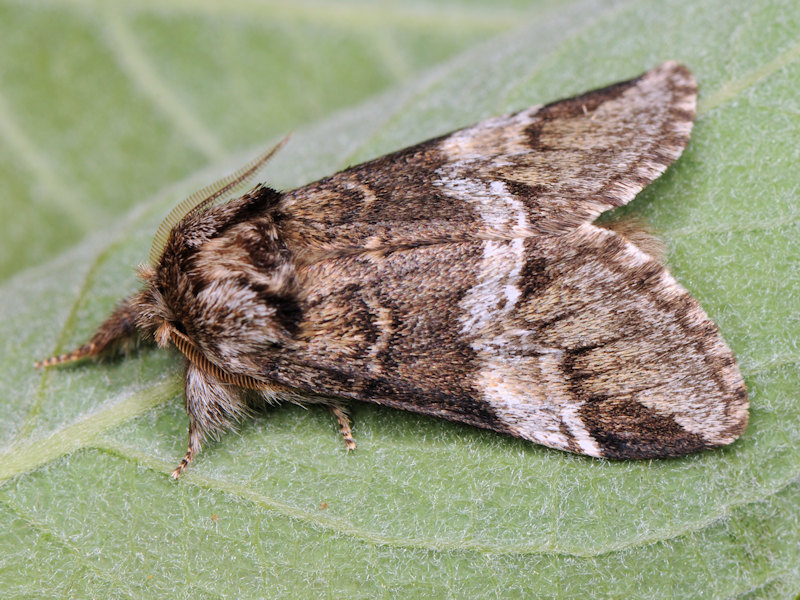 Notodontidae:  Drymonia dodonaea