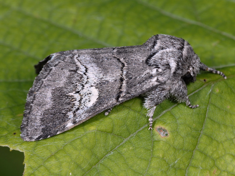 Drymonia querna - Notodontidae