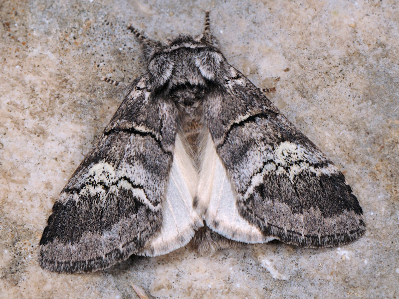 Drymonia querna - Notodontidae