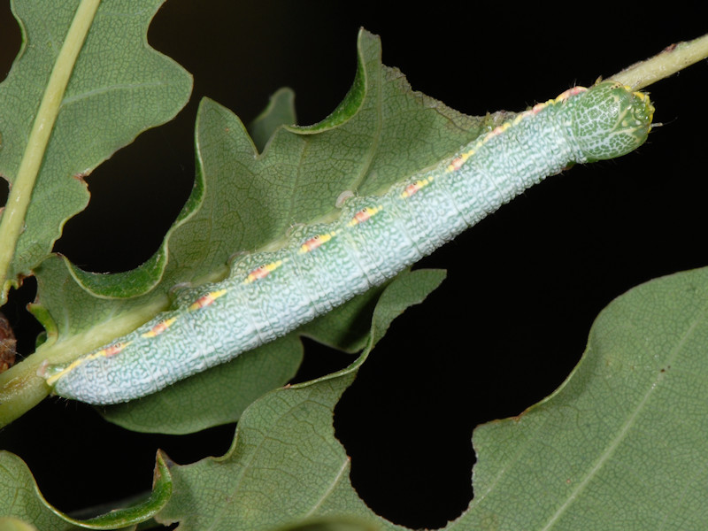 Drymonia querna - Notodontidae