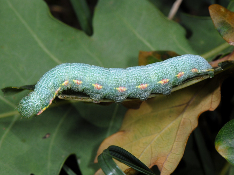 Drymonia querna - Notodontidae