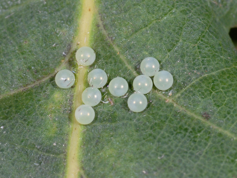 Drymonia querna - Notodontidae