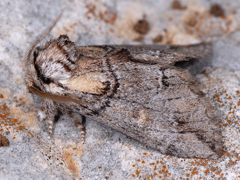 Drymonia velitaris - Notodontidae