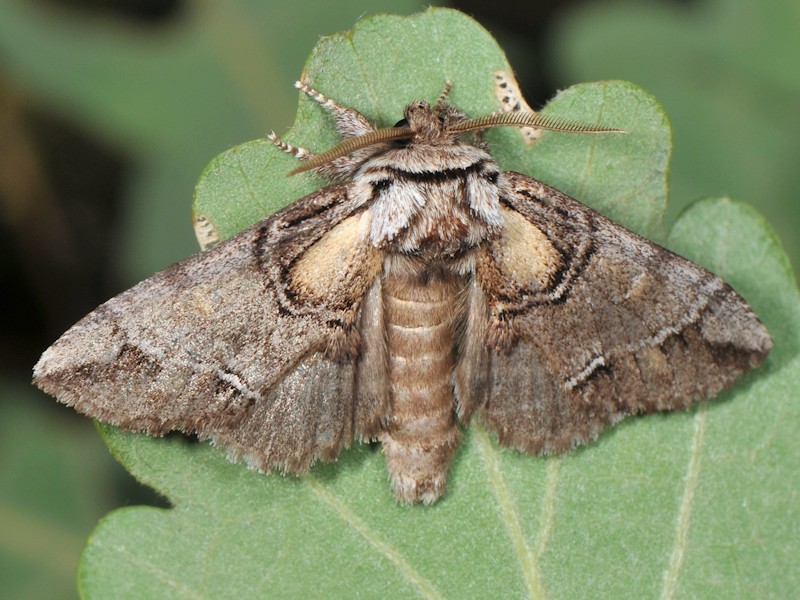 Drymonia velitaris - Notodontidae