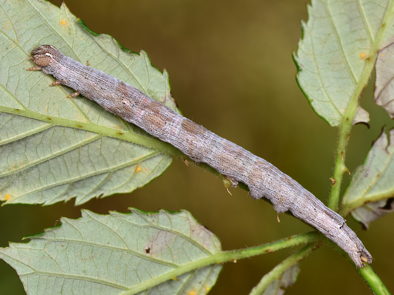 Larve di Dysgonia su ricino