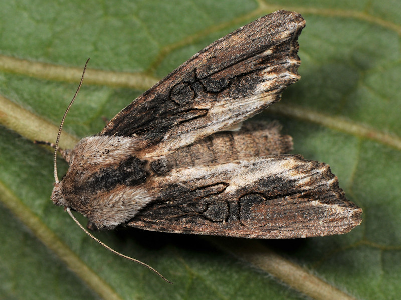 Quizzettino facile: Egira conspicillaris melanoleuca - Noctuidae