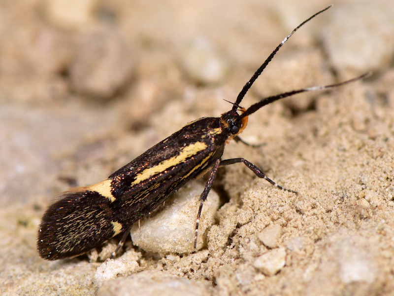 Esperia sulphurella - Oecophoridae