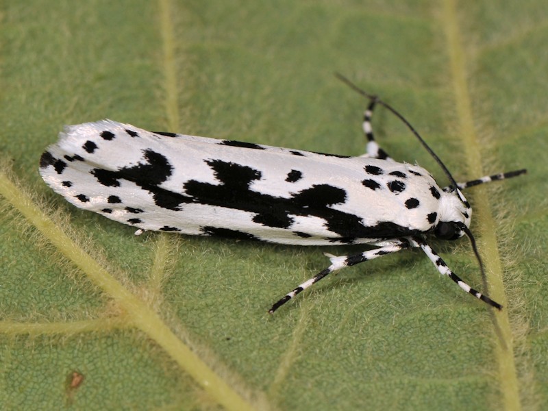 Ethmia pusiella - Elachistidae Ethmiinae