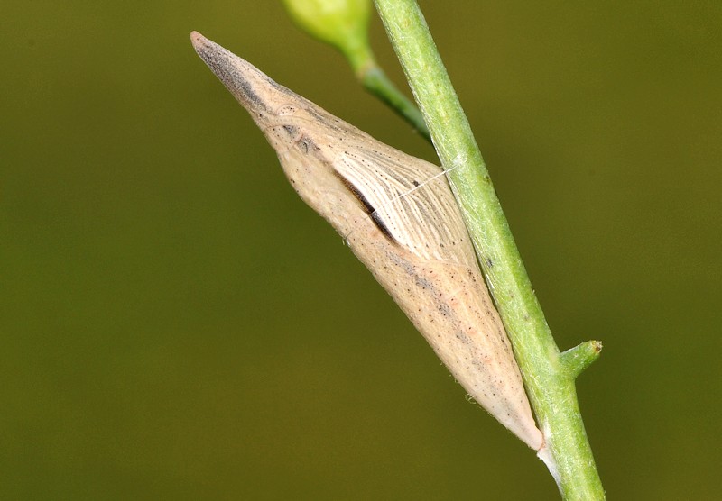 Ciclo vitale di Pontia edusa - Pieridae