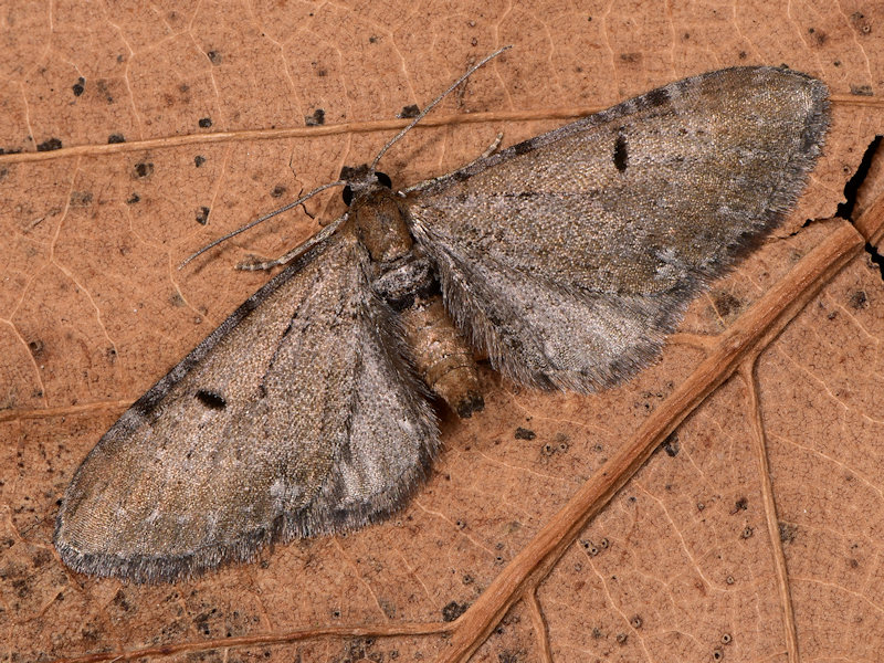 Eupithecia absinthiata - Geometridae Larentiinae