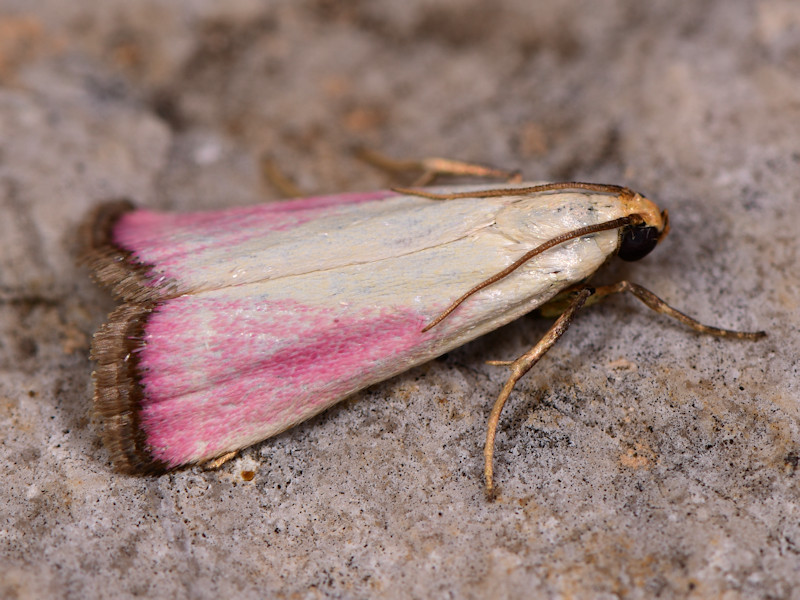 Microlepidotteri, SIC Monte Calvo e Monte Calvilli, Frosinone