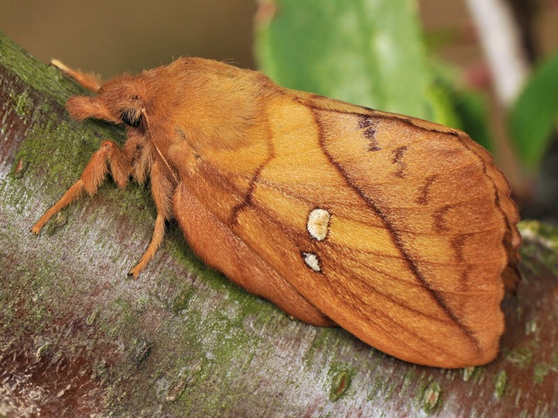 Larva, bozzolo e adulto di Euthrix potatoria italiana