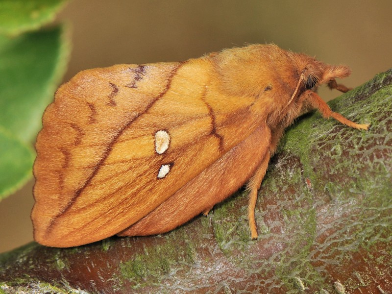 Larva, bozzolo e adulto di Euthrix potatoria italiana