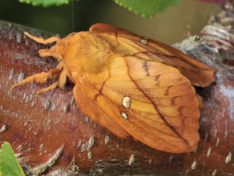 Larva, bozzolo e adulto di Euthrix potatoria italiana