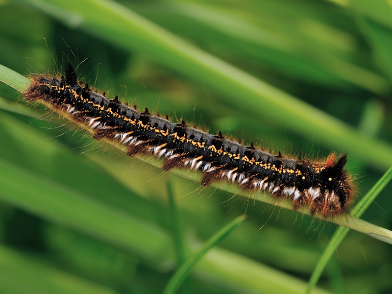 Larva, bozzolo e adulto di Euthrix potatoria italiana