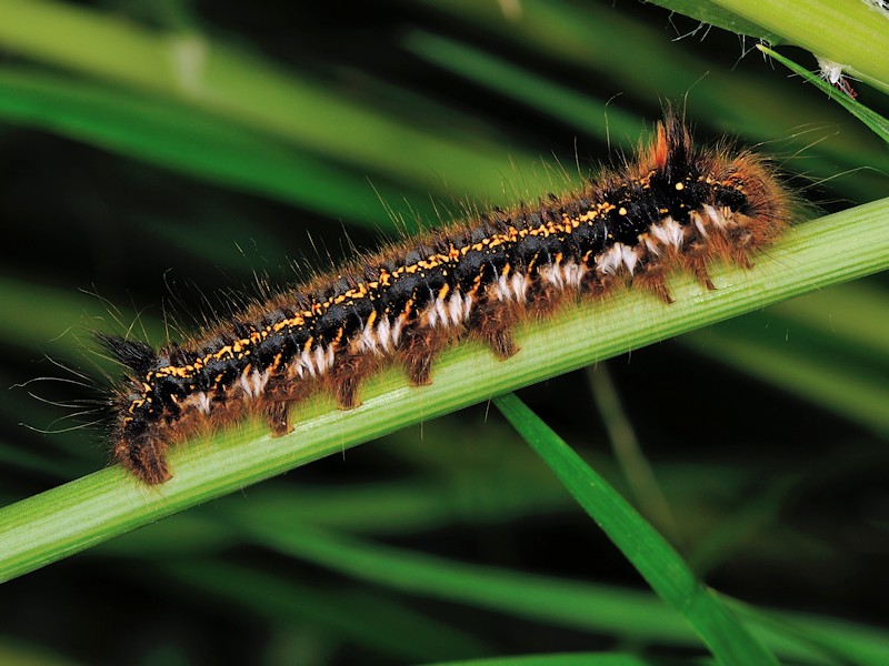 Larva, bozzolo e adulto di Euthrix potatoria italiana