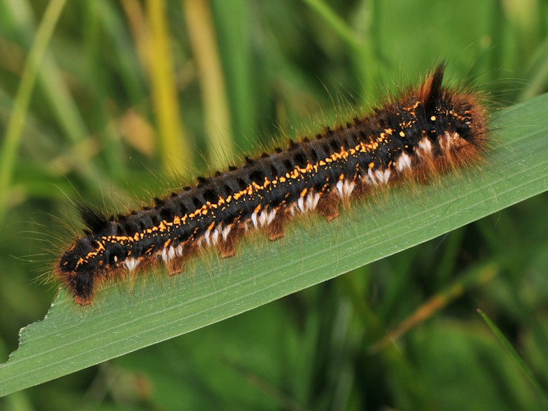 Larva, bozzolo e adulto di Euthrix potatoria italiana