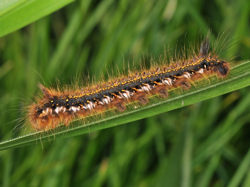 Larva, bozzolo e adulto di Euthrix potatoria italiana