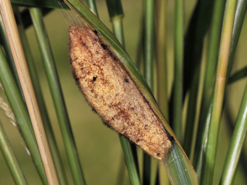 Larva, bozzolo e adulto di Euthrix potatoria italiana