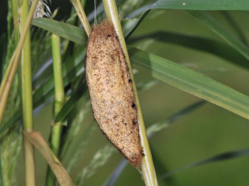 Larva, bozzolo e adulto di Euthrix potatoria italiana