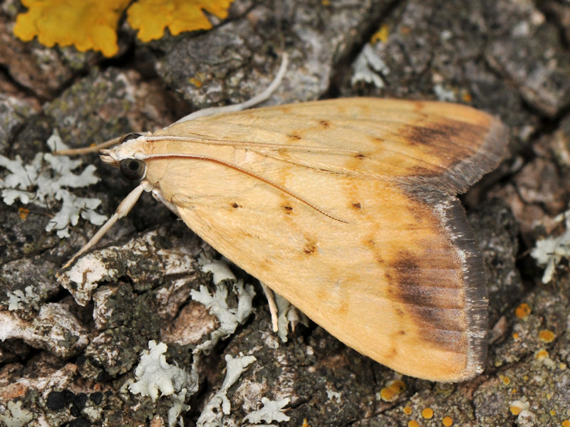 Larve di Evergestis extimalis in giardino