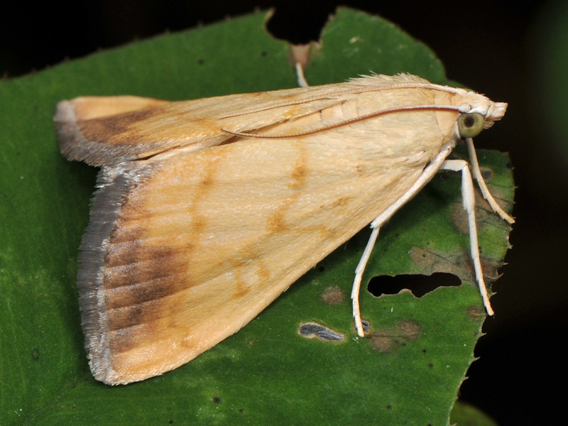 Larve di Evergestis extimalis in giardino