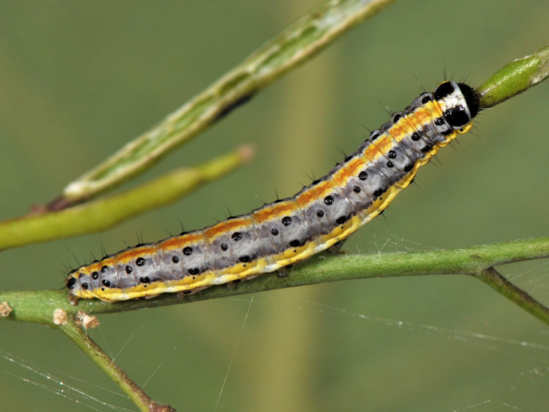 Larve di Evergestis extimalis in giardino