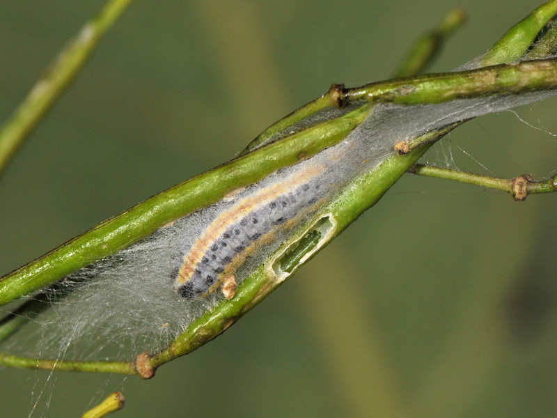 Larve di Evergestis extimalis in giardino