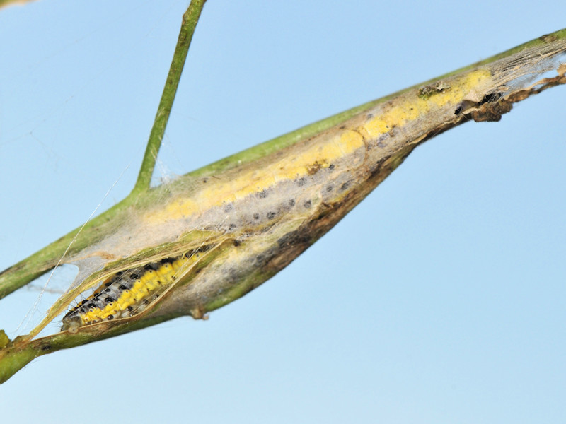 Larve di Evergestis extimalis in giardino